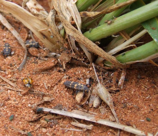 Aphids