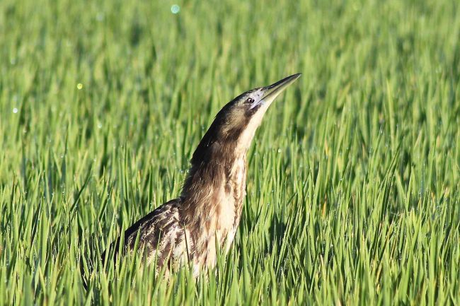 Australian Bittern