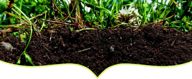 Healthy Soils