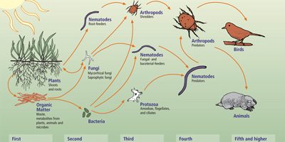 Soil Food Web
