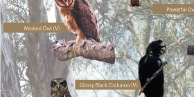 Woodland Birds