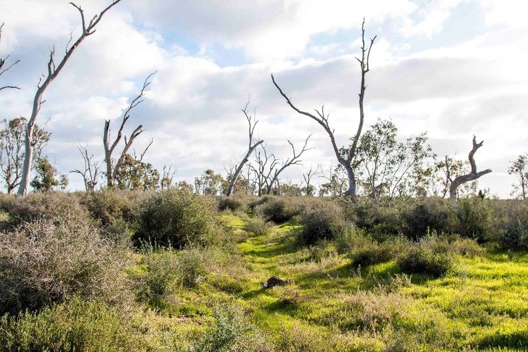 Case Study 17 - Saving a Pleistocene Relic