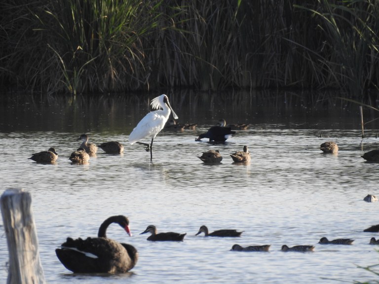 Case Study 42 - Climate Change and the Wonderful World of Wetlands