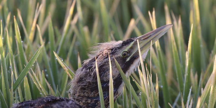 Bittern Chick