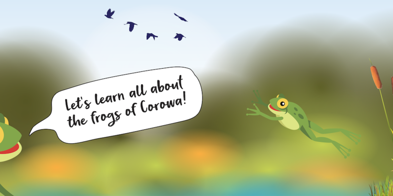 HopIntoFrogs-Web