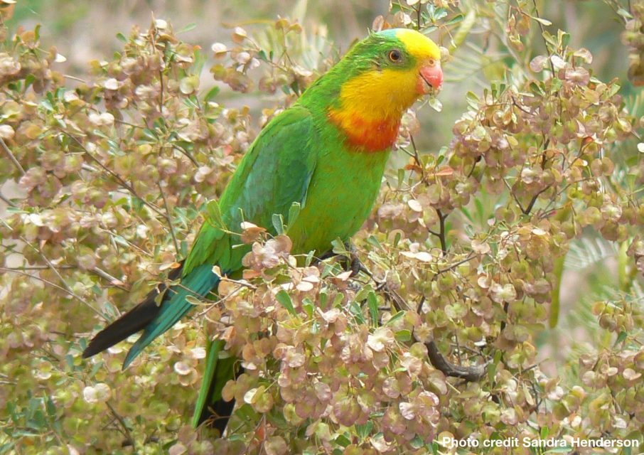 Superb Parrot habitat restoration