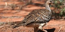 malleefowl-leipoa-ocellata-nl