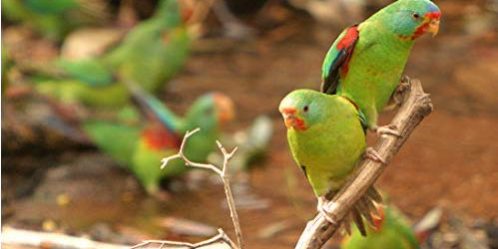 Swift Parrot Swift Parrot