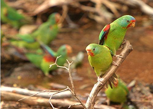 Swift Parrot