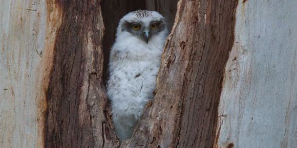 Powerful owl chick