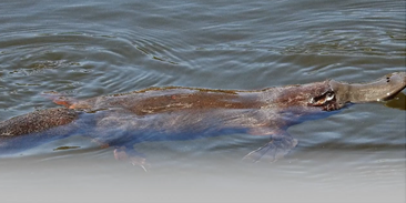 platypus