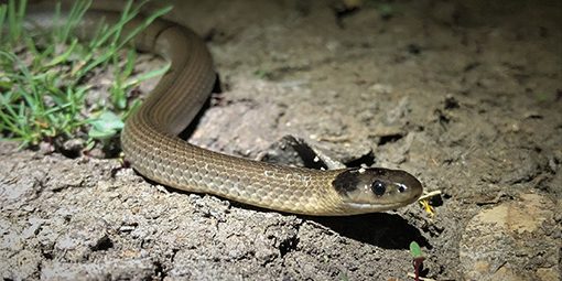 Adult snake foraging