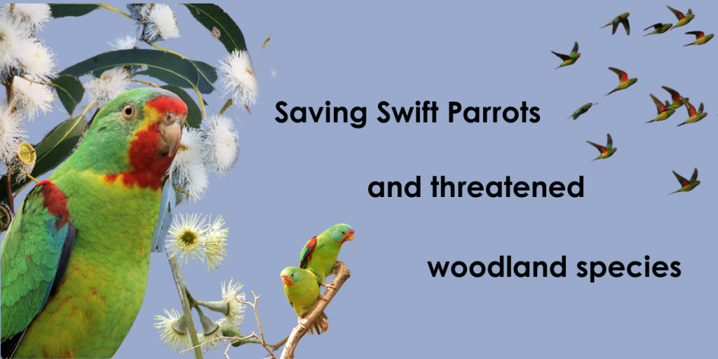 Saving Swift Parrots and threatened woodland species