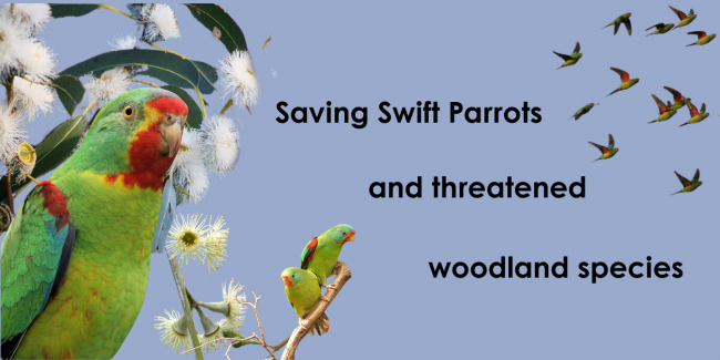 Swift Parrot banner photo