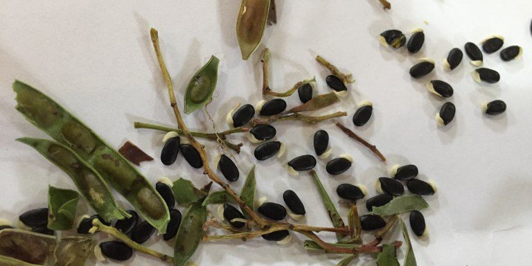 Native seed collection