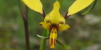Western Donkey Orchid