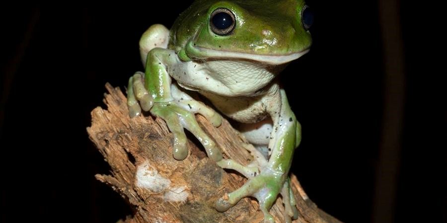 Green Tree Frog (Litoria caerulea), Dr Jodi Rowley