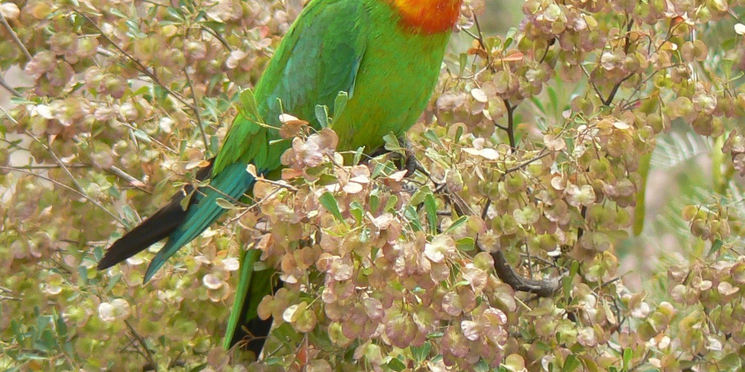 Superb Parrot, Sandra Henderson