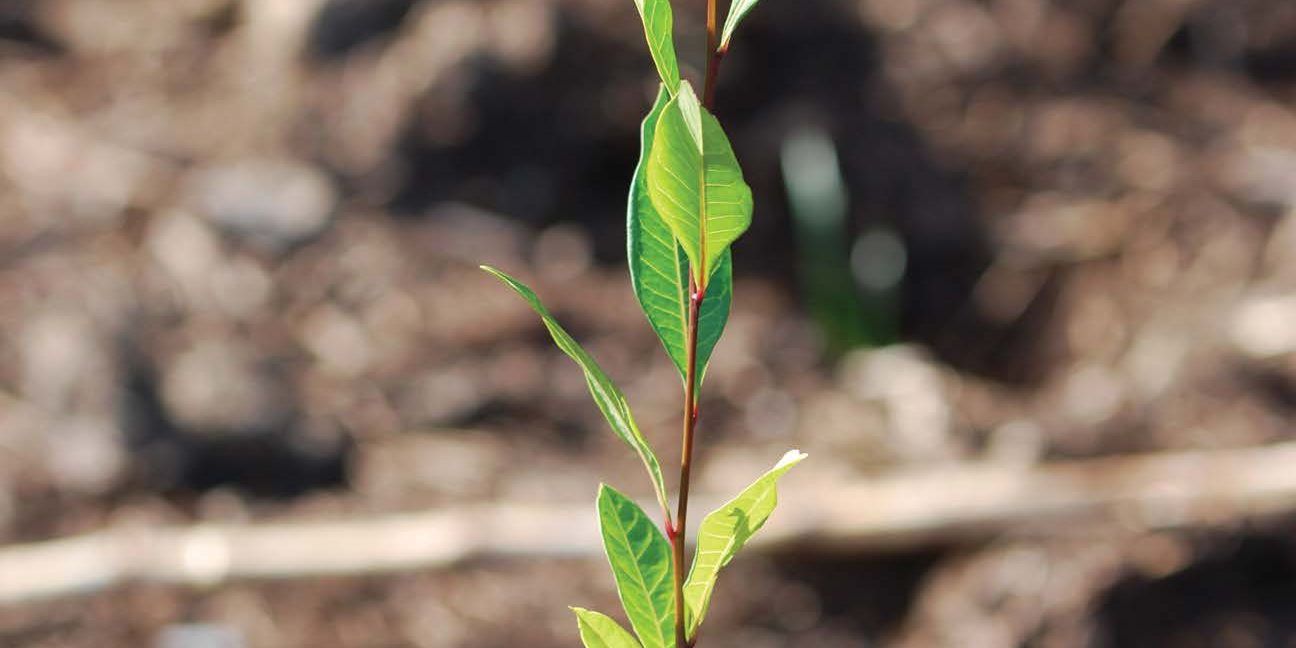 PlantingYourPatch_update-hunterweb