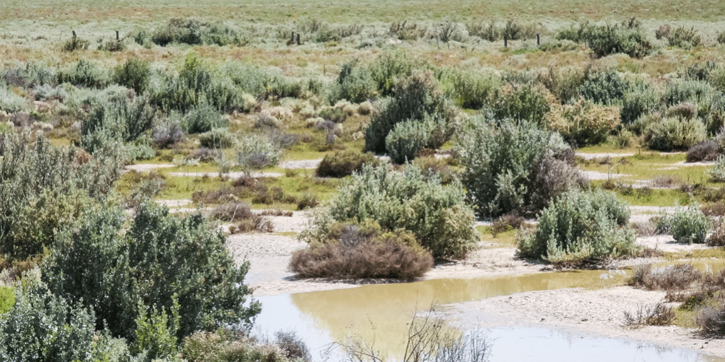Saltbush on the plains Saltbush on the plains (image credit: Alix McFarland)