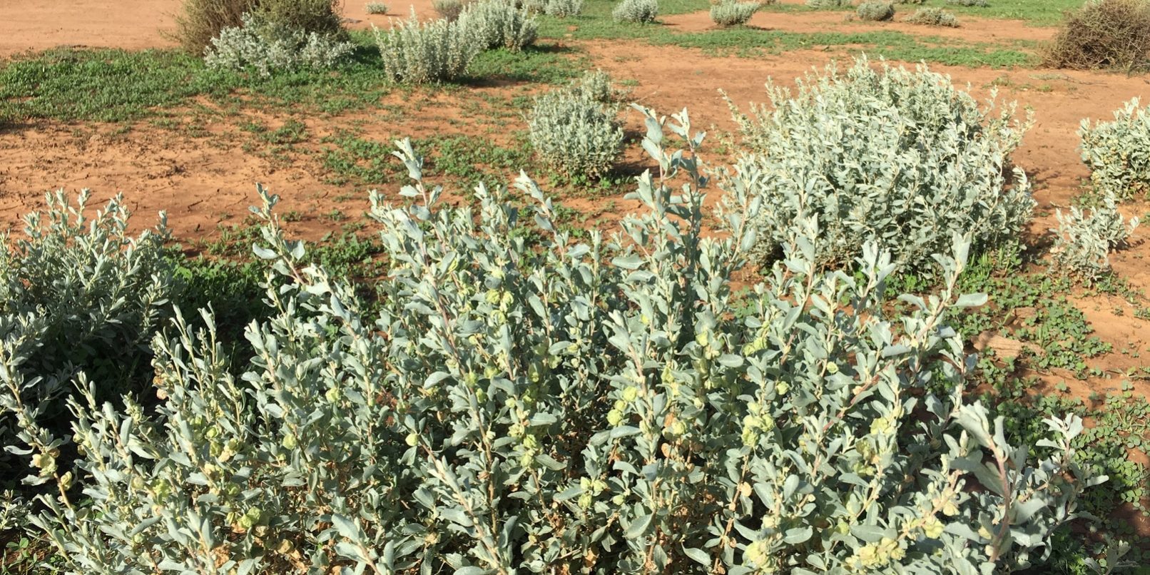 Revegetation in the Hay region