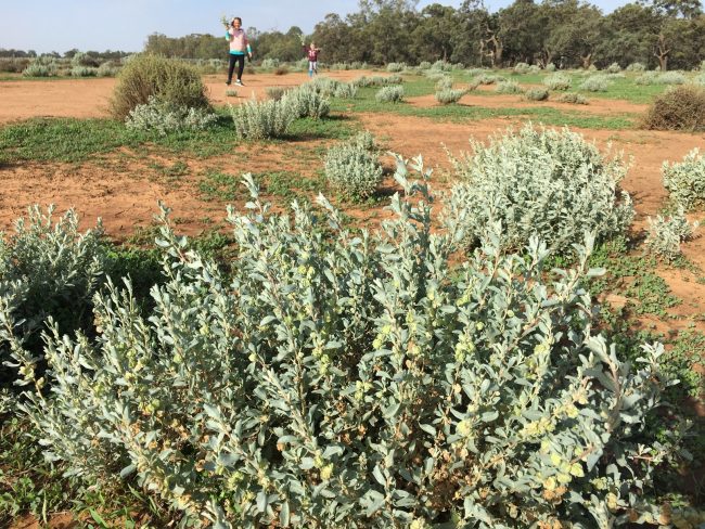 Revegetation in the Hay region