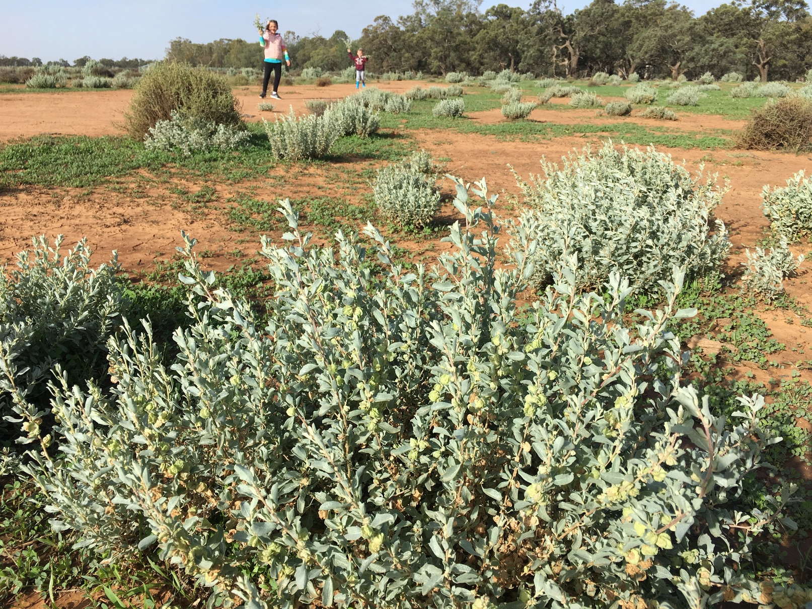 Revegetation in the Hay region