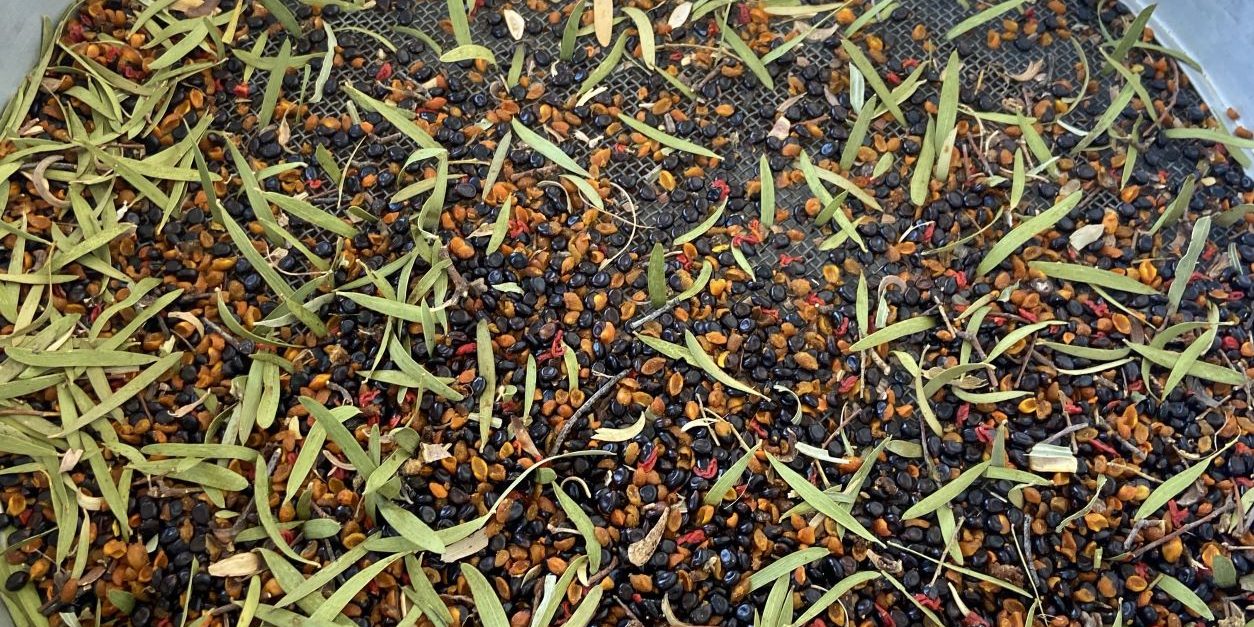 Native seeds
