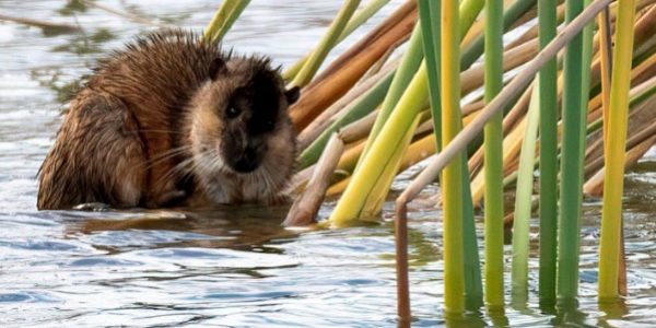 Rakali Rakali, Australian Water-rat