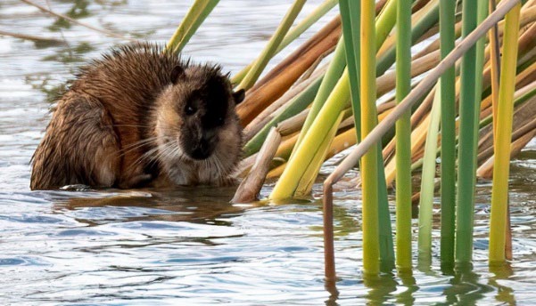 Rakali, Australian Water-rat
