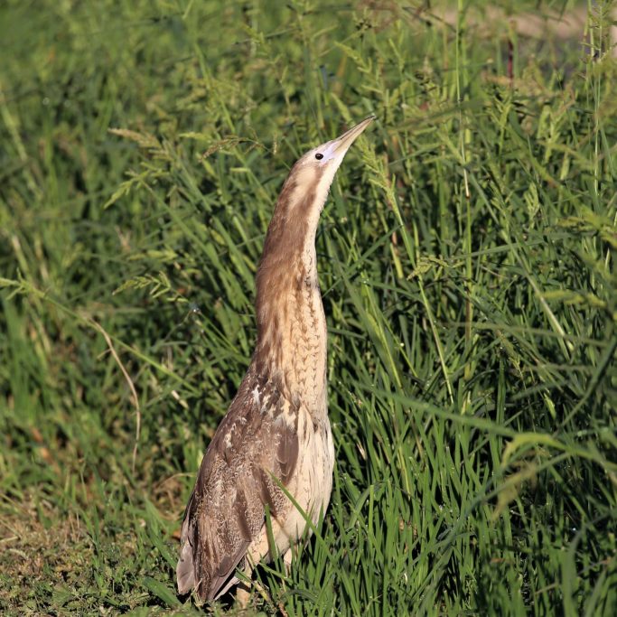 Australasian Bittern