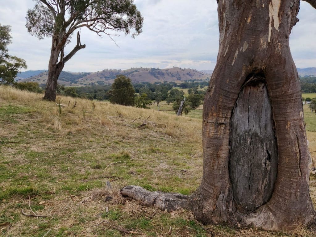 Indigenous Culture in the Paddock - Tumut