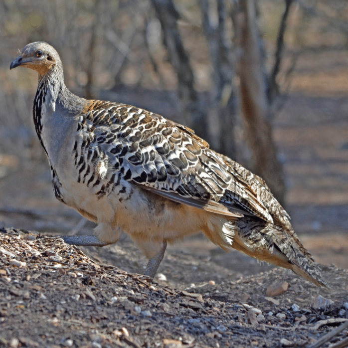 Malleefowl 1