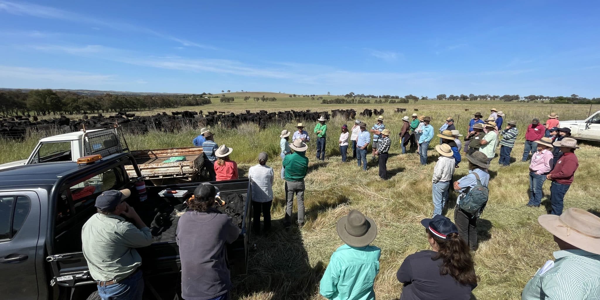 Cattle move at Allendale_24Oct23