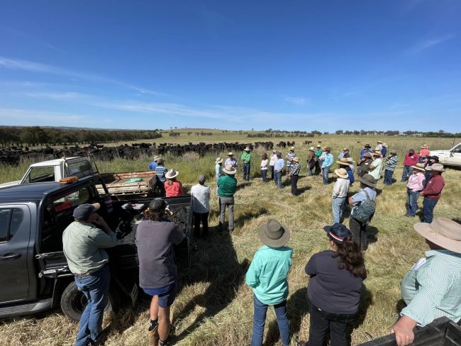 Cattle move at Allendale_24Oct23