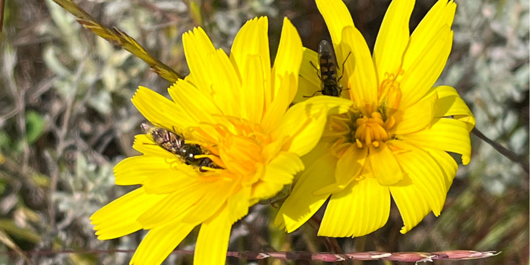 Pollinators
