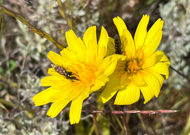 Pollinators