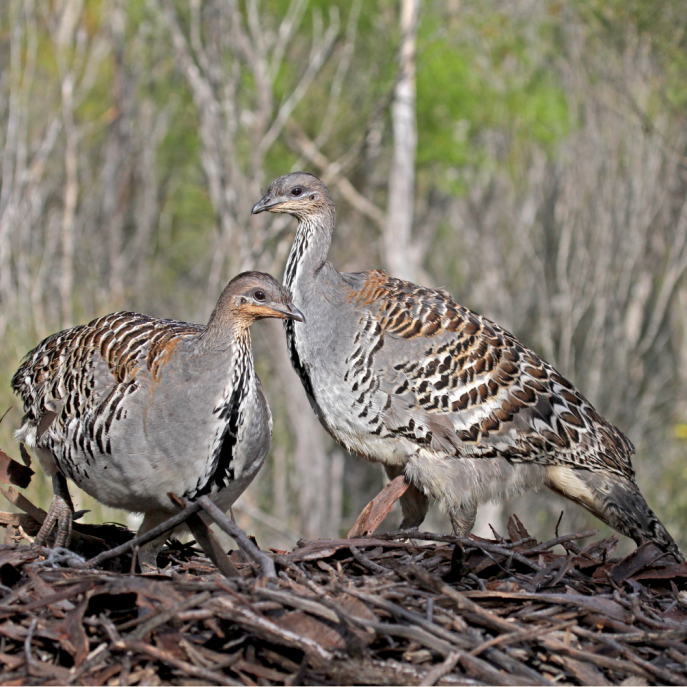 Malleefowl photo