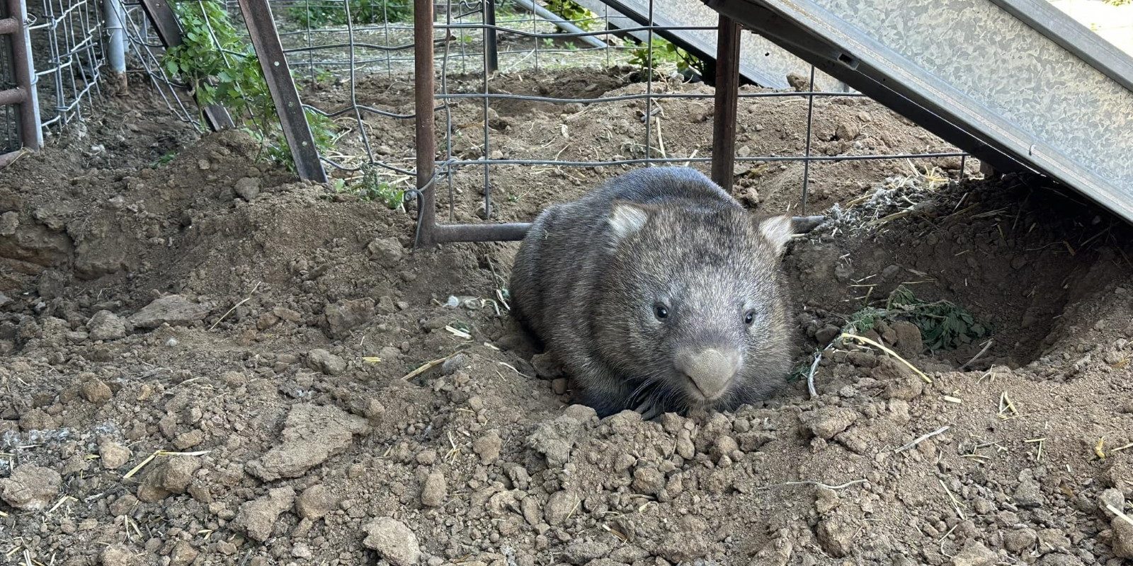 Wombat