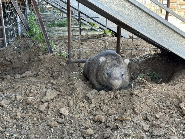 Wombat