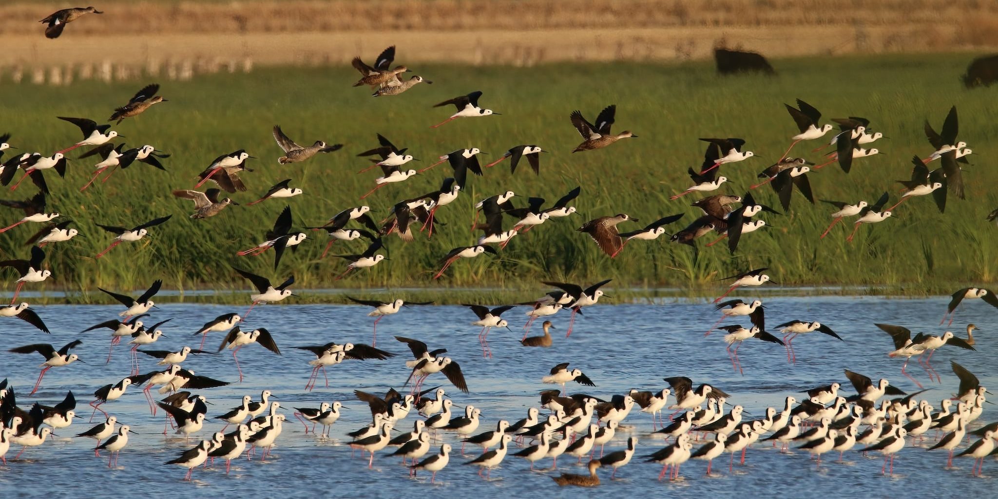Wetland birds © Phillip Tenison Wetland birds © Phillip Tenison