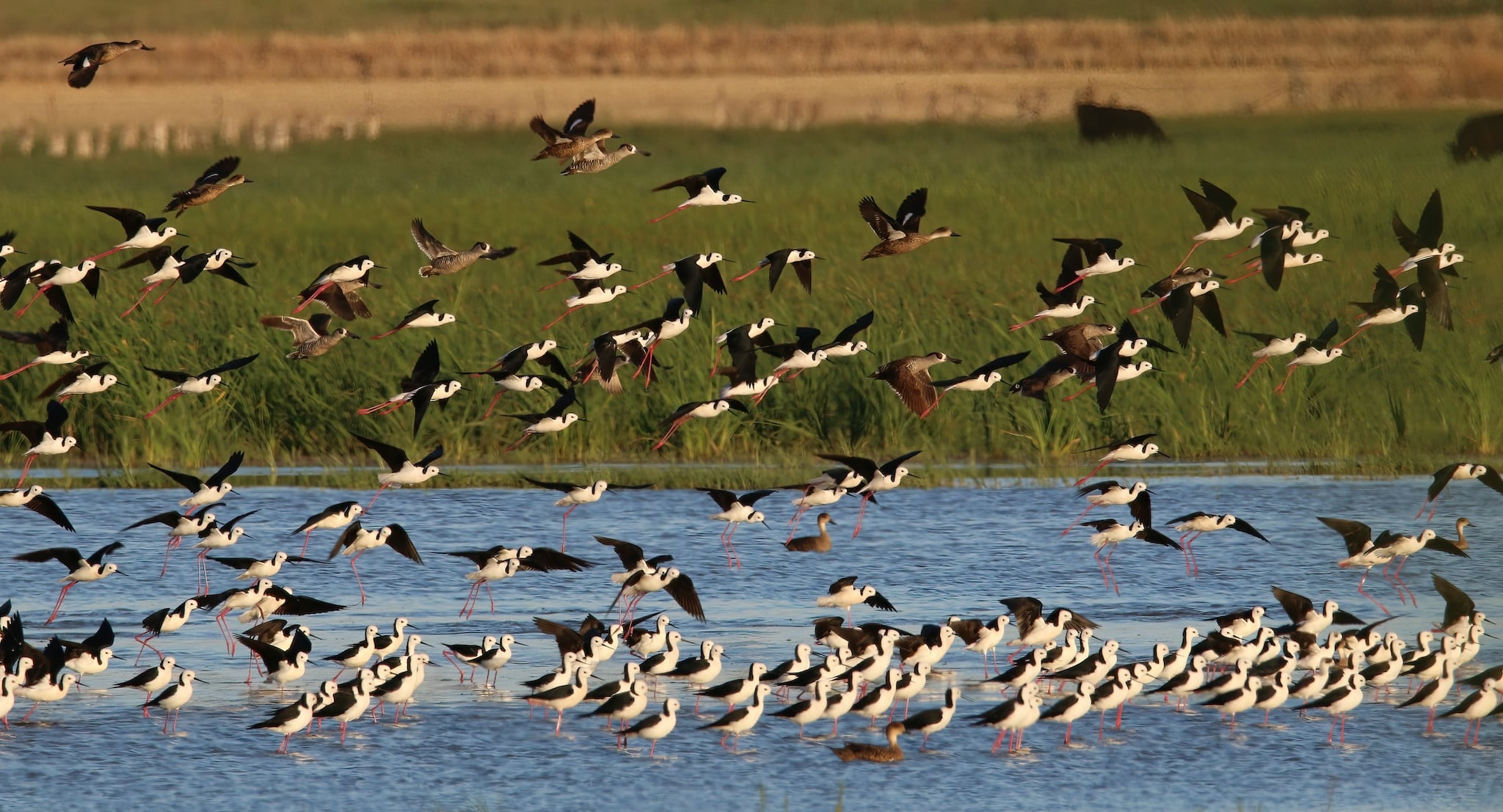 Wetland birds © Phillip Tenison