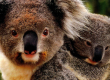 Koala mother and joey