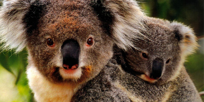 Koala mother and joey Koala mother and joey