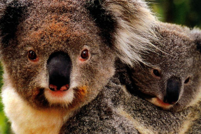 Koala mother and joey