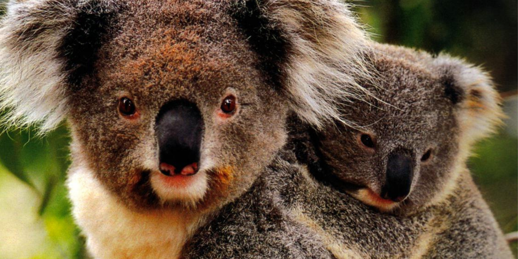 Koala mother and joey Koala mother and joey