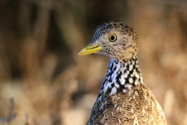 Plains wanderer