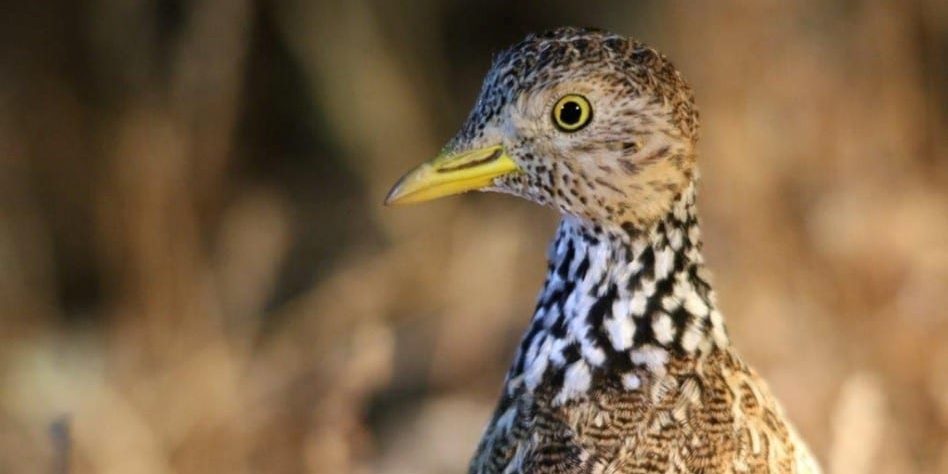 Plains wanderer
