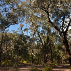 Ingalba forest temora