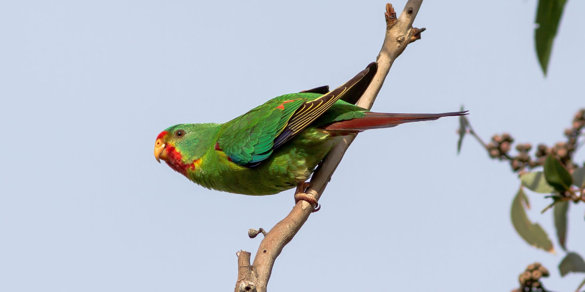 Swift Parrot resting on tree branch